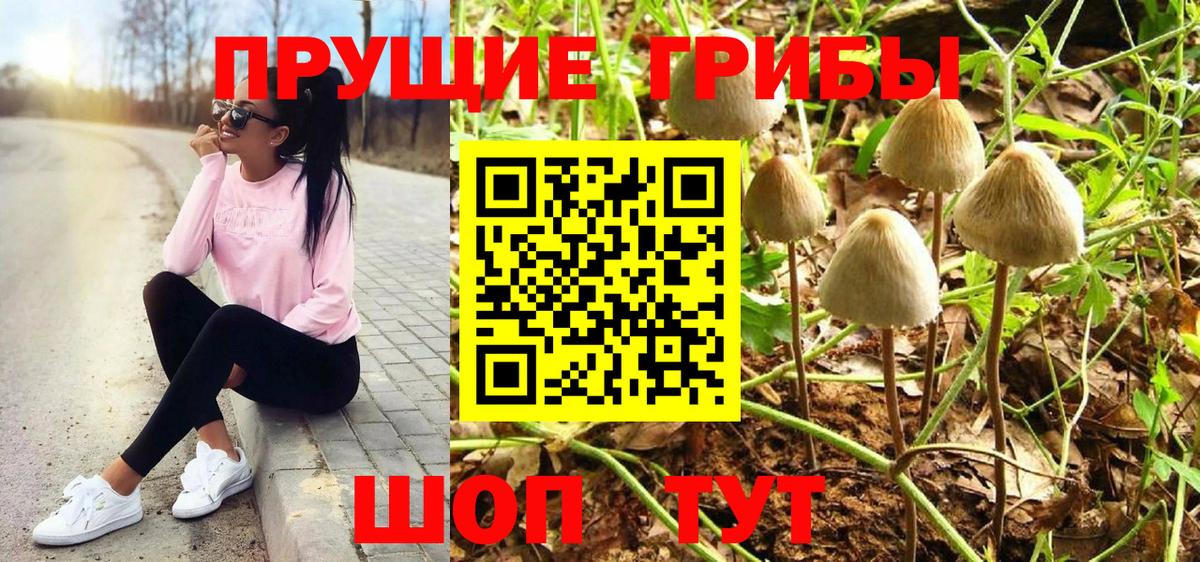 Псилоцибиновые грибы Psilocybine cubensis Баксан